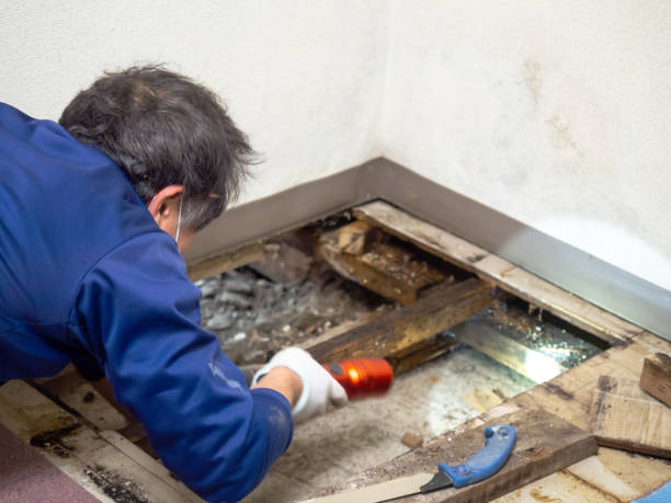Best Mold Remediation for Specific Building Types in Westlake Vlage, IL
