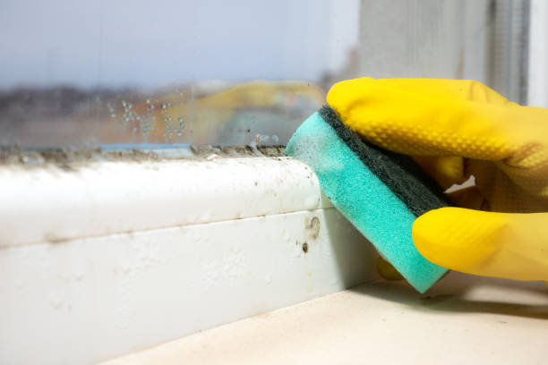Best DIY Mold Remediation Support Services in Westlake Vlage, IL